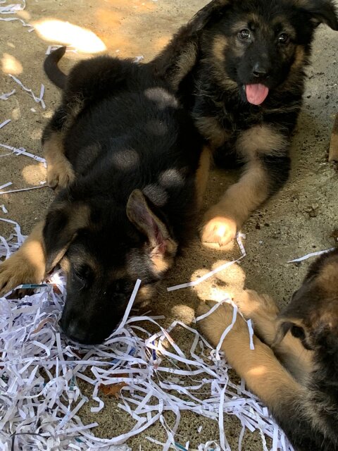 German Shepherd Puppy's