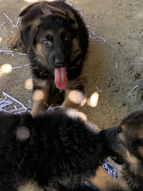 German Shepherd Puppy's