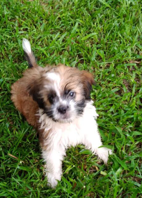 Male Shihpoo For Sale