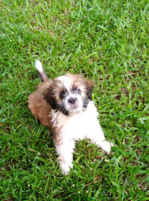 Male Shihpoo For Sale