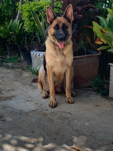 German Shepherd Puppies Available 