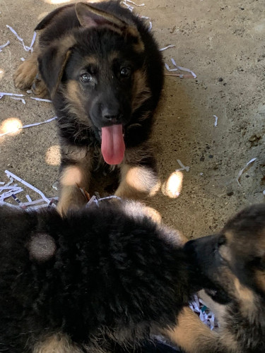 German Shepherd Puppies Available 