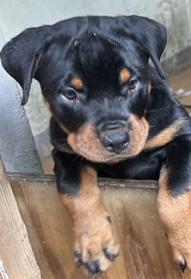 Registered Rottweiler Pups For Sale