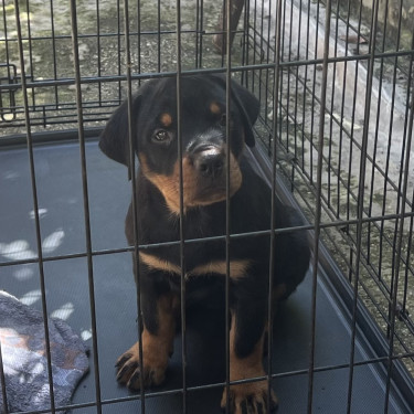 Registered Rottweiler Pups For Sale