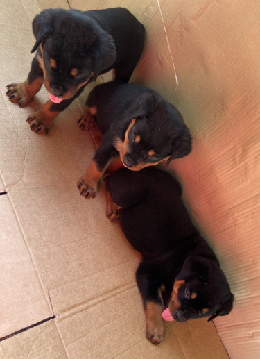 Rottweiler Pups For Sale