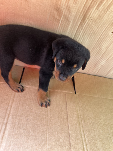 Rottweiler Pups For Sale