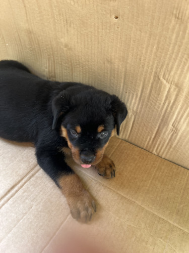 Rottweiler Pups For Sale