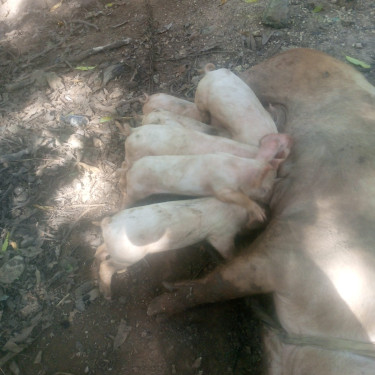 Piglets And Pig For Sale