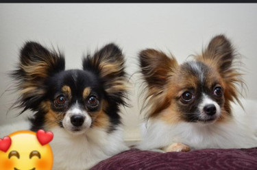 Papillion Chihuahua 