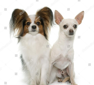 Papillion Chihuahua 