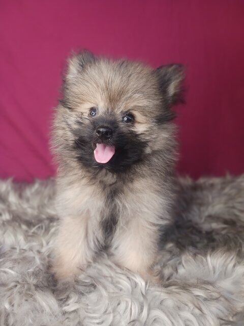 95% Pomeranian Shihtzu Mix Puppies