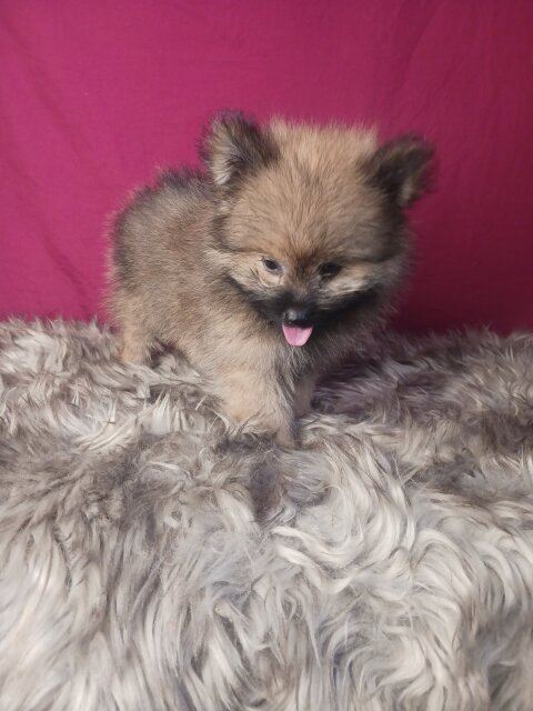 95% Pomeranian Shihtzu Mix Puppies