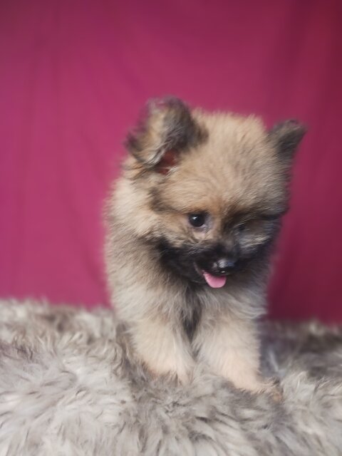 95% Pomeranian Shihtzu Mix Puppies