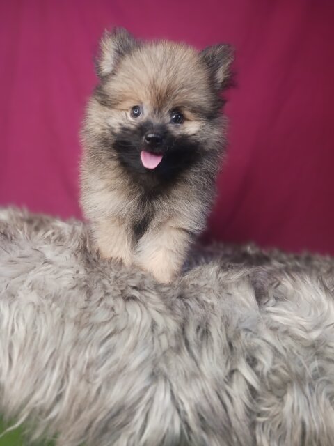 95% Pomeranian Shihtzu Mix Puppies