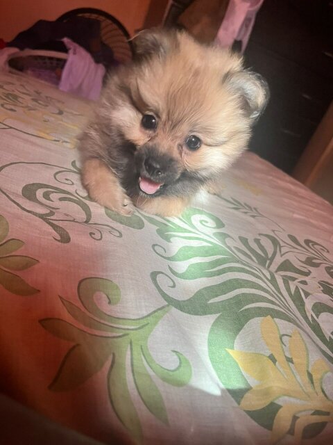 Fullbred Female Pomeranian Puppy Available