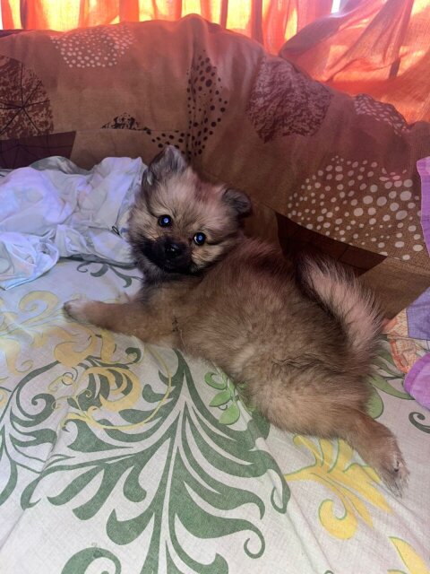 Fullbred Female Pomeranian Puppy Available