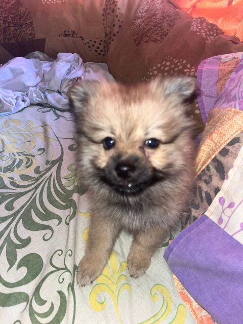 Fullbred Female Pomeranian Puppy Available