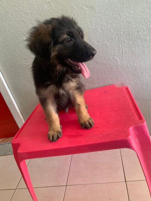 German Shepherd Puppy's Available Male And Female