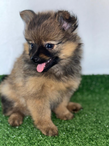 Pomeranian Pups And Dogs