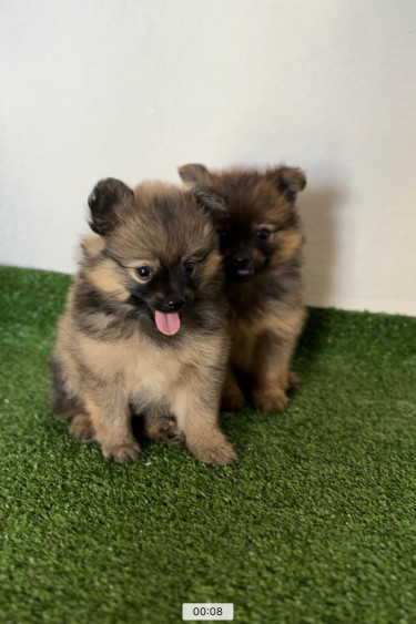 Pomeranian Pups And Dogs