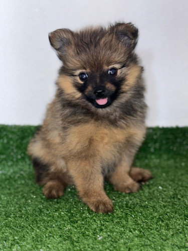 Pomeranian Pups And Dogs