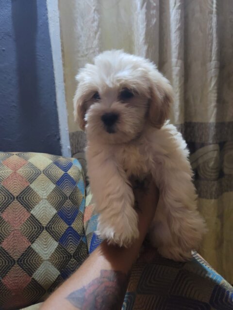 Full Breed Shihtzu Female