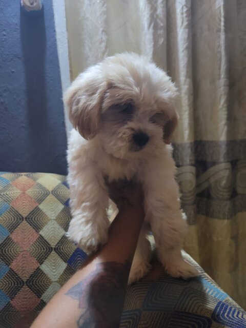 Full Breed Shihtzu Female