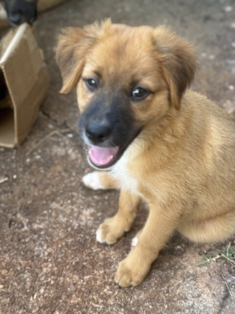 9 Week Golden Retriever Mix Puppies