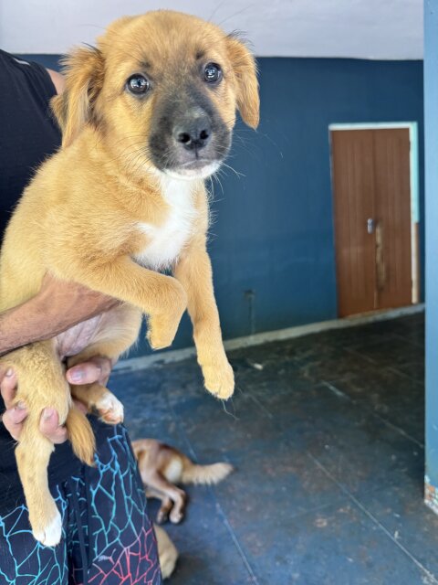 9 Week Golden Retriever Mix Puppies