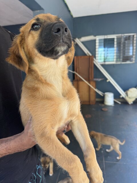 9 Week Golden Retriever Mix Puppies