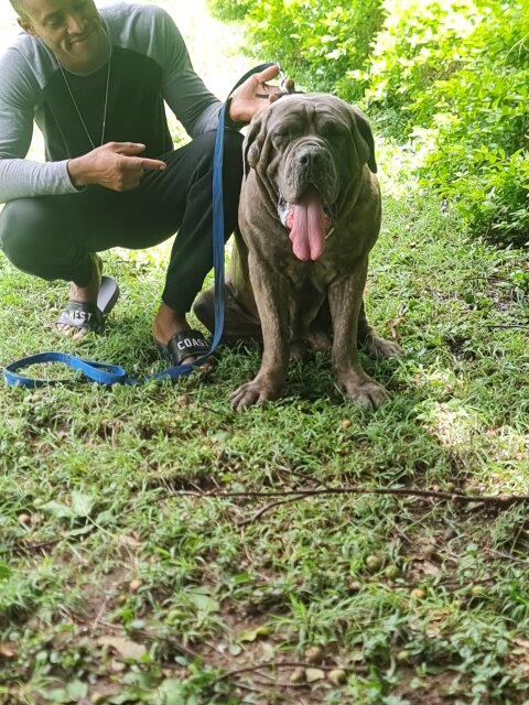 Mastiff Pups