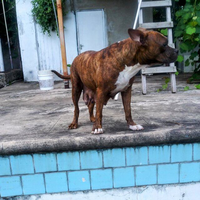 Pitbull Adult Female . Owner Migrating