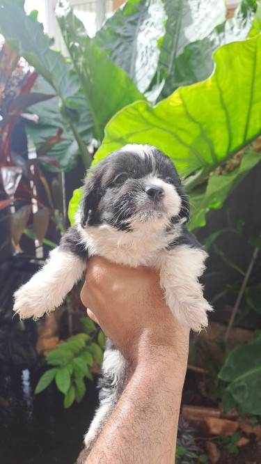 Shihtzu- Pom And Cocker Spaniel Mix Pups For Sale