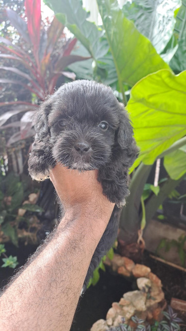 Shihtzu- Pom And Cocker Spaniel Mix Pups For Sale