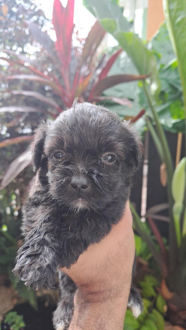 Shihtzu- Pom And Cocker Spaniel Mix Pups For Sale