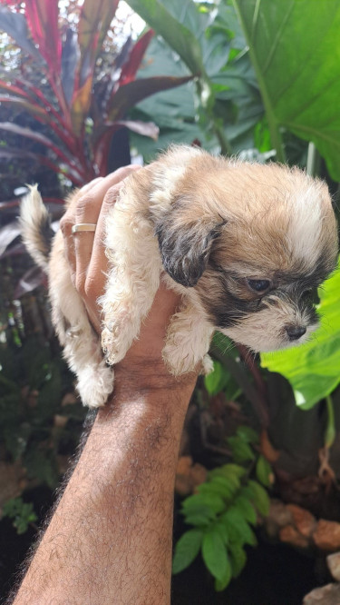 Shihtzu- Pom And Cocker Spaniel Mix Pups For Sale