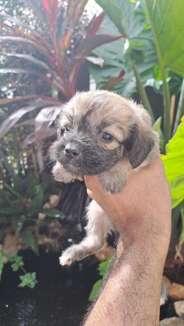 Shihtzu- Pom And Cocker Spaniel Mix Pups For Sale