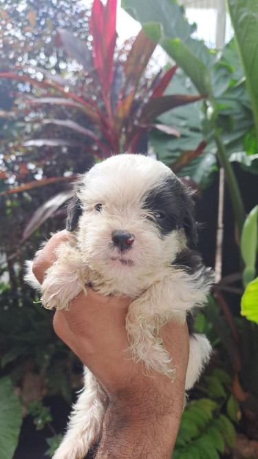 Shihtzu- Pom And Cocker Spaniel Mix Pups For Sale