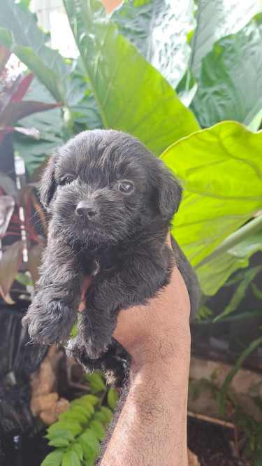 Shihtzu- Pom And Cocker Spaniel Mix Pups For Sale