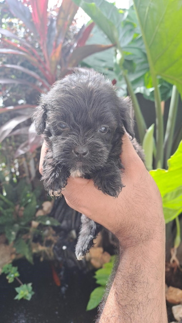 Shihtzu- Pom And Cocker Spaniel Mix Pups For Sale