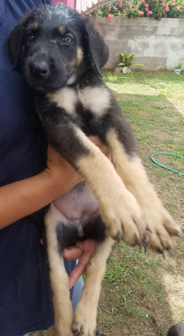 For Sale: 8 Weeks Old Female Mixed Puppies 