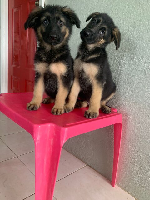 10 Weeks German Shepherd Pups