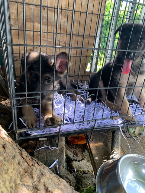 10 Weeks German Shepherd Pups