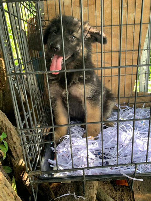 10 Weeks German Shepherd Pups