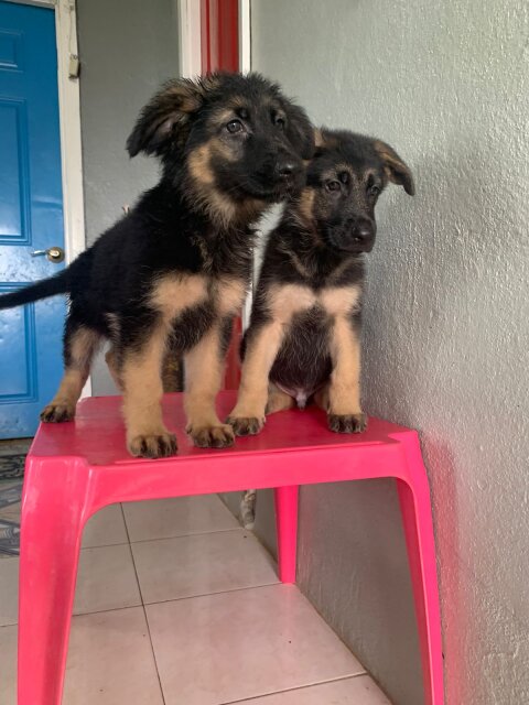 10 Weeks German Shepherd Pups