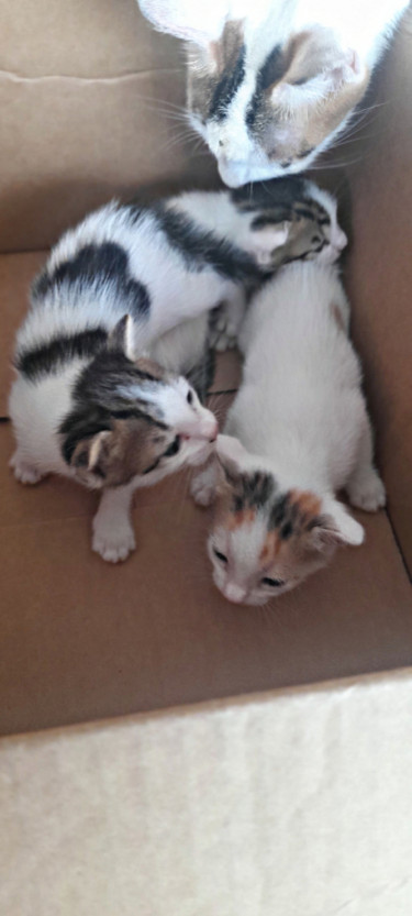 3 Young Cats White (Healthy) Selling For 8,500 One