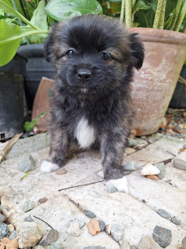 Shi Pom Cocker Spaniel Puppies