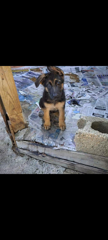 Full Bred German Shepherd Puppies 