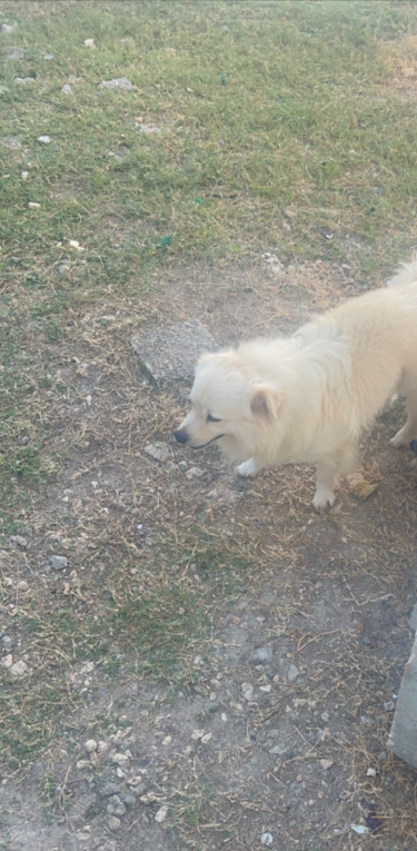 Male Pomeranian Mix 