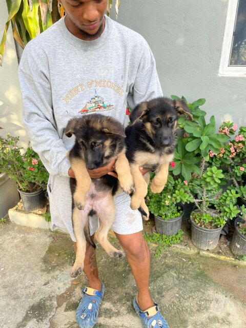 German Shepherd Puppy's